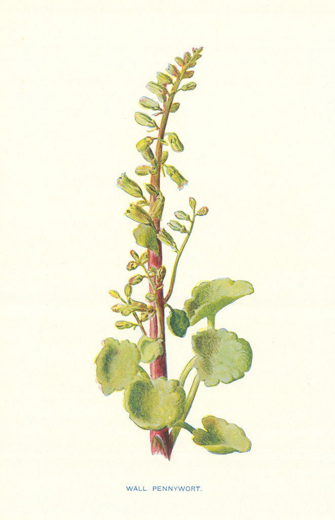 Wall Pennywort. Wild Flowers by Frederick Edward Hulme c1895 old antique print